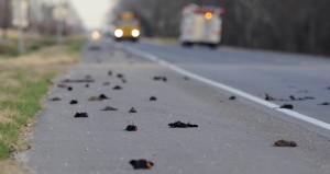 Dead Birds-Louisiana