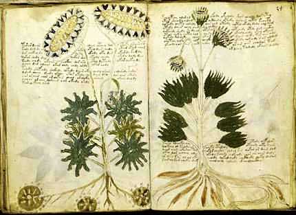 voynich2