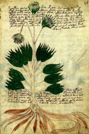 voynich3